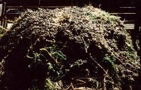 Compost pile