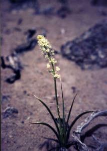 Death Camas