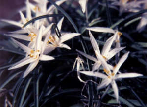 Sand Lily