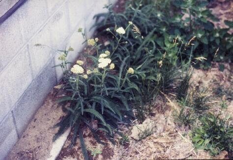 Yarrow