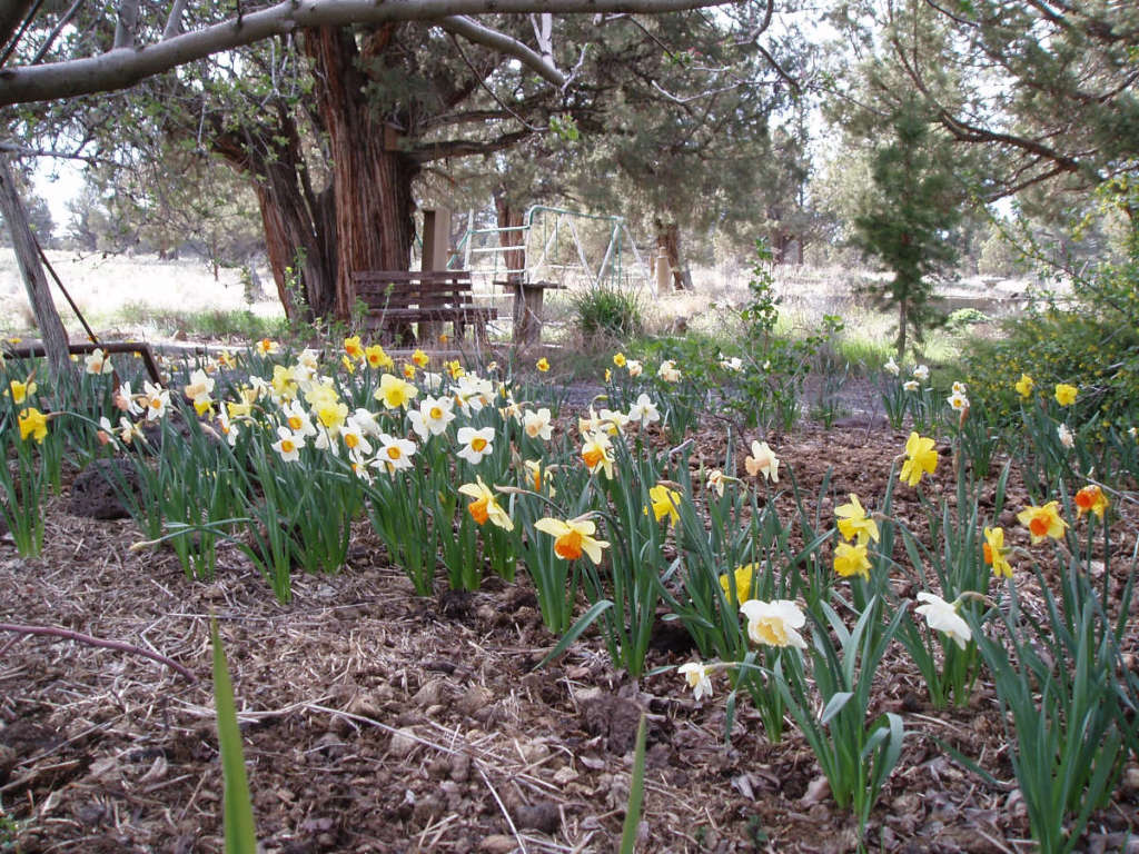 Daffodils and lillies