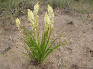 Death Camas