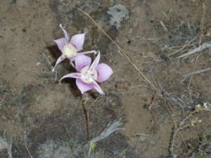 Mariposa lily