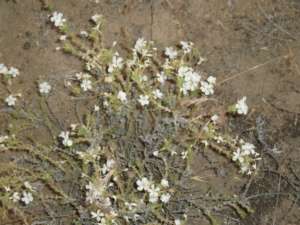 Granite gilia