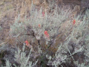 Indian paintbrush