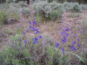 Larkspur