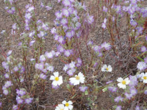 Narrow-leafed phacelia