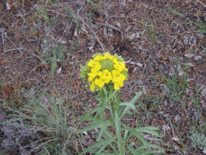 Is this prairie rocket (Erysimum asperum) or western wallflower (Erysimum occidentale)?