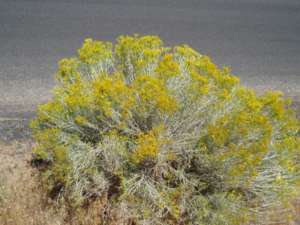 Gray Rabbit-brush