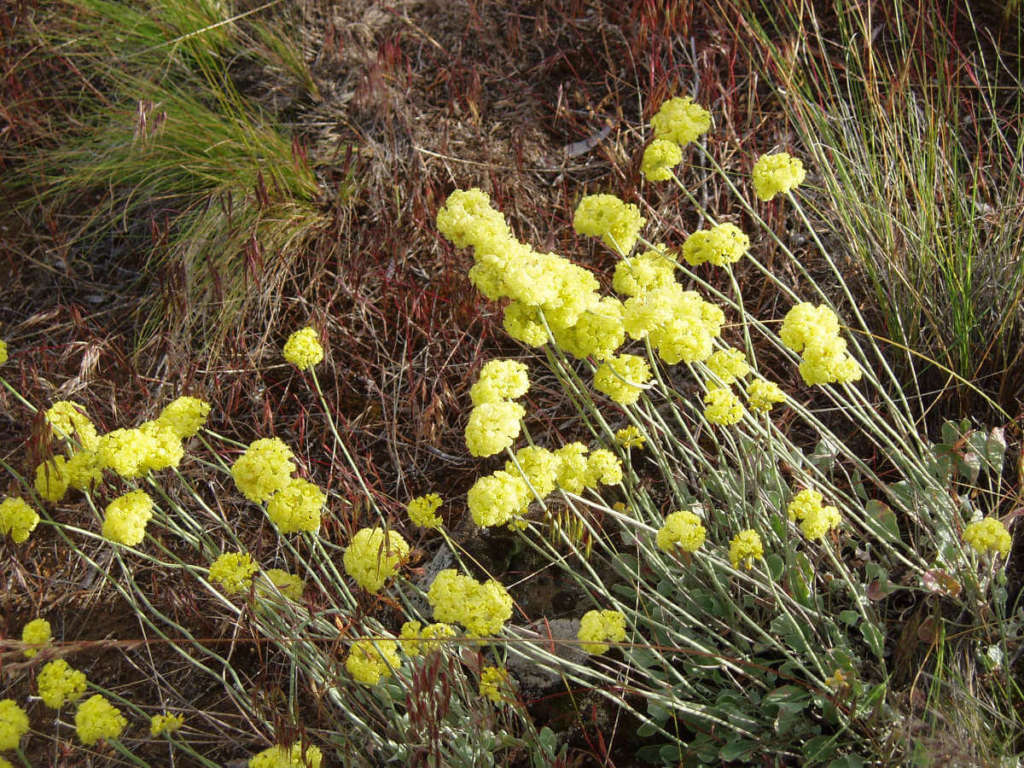 Roundheaded desert buckwheat