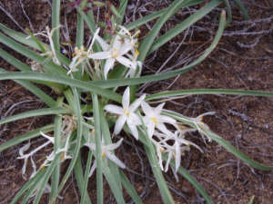 Sand Lily