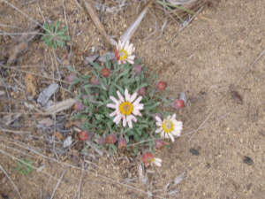 Townsendia daisy